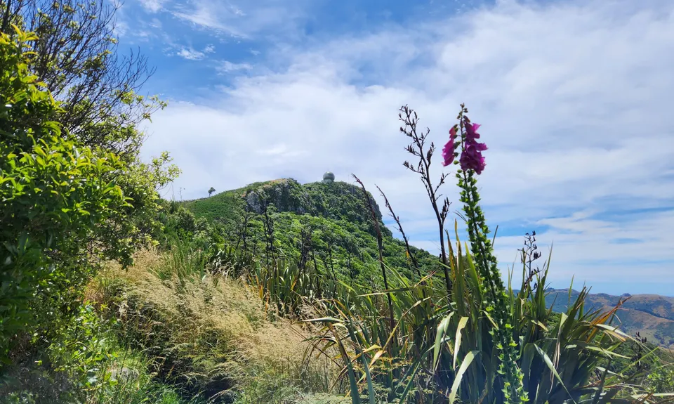 Living Springs Loop, Canterbury