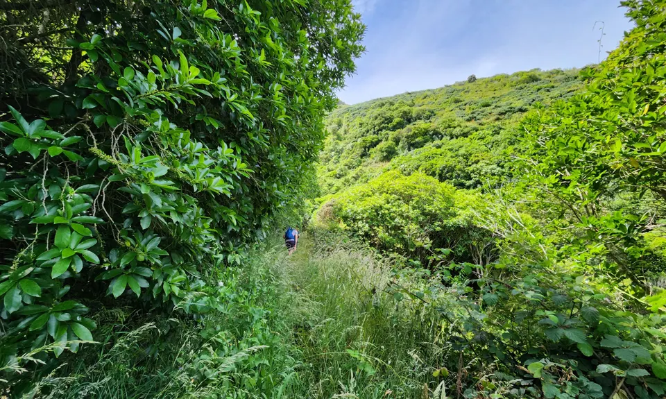 Living Springs Loop, Canterbury