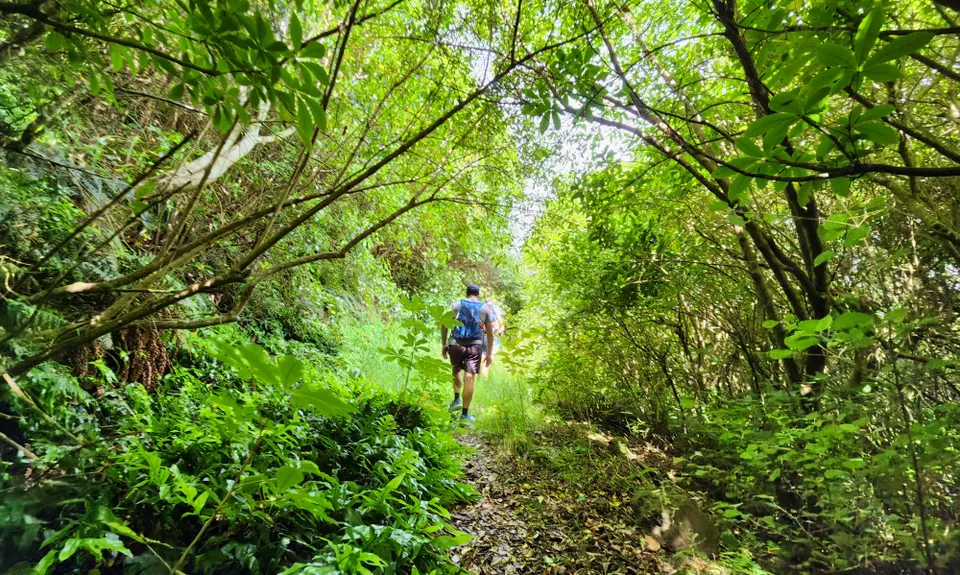Living Springs Loop, Canterbury