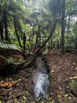 Lush - Redwoods, Bay of Plenty