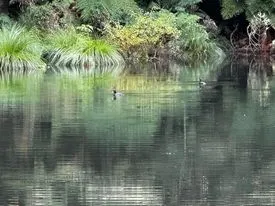 Lush - Redwoods, Bay of Plenty