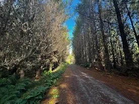 Lush - Redwoods, Bay of Plenty