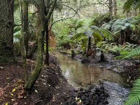 Lush - Redwoods, Bay of Plenty