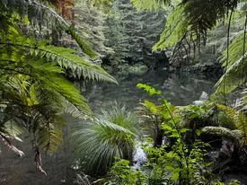 Lush - Redwoods, Bay of Plenty