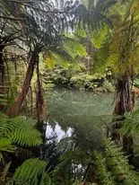 Lush - Redwoods, Bay of Plenty