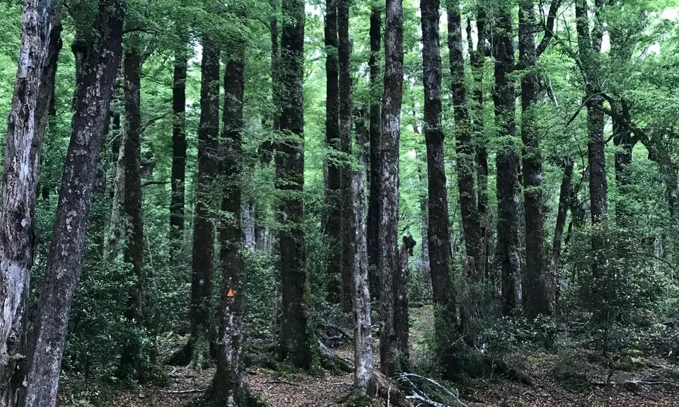 Kaweka Run and Soak, Hawkes Bay