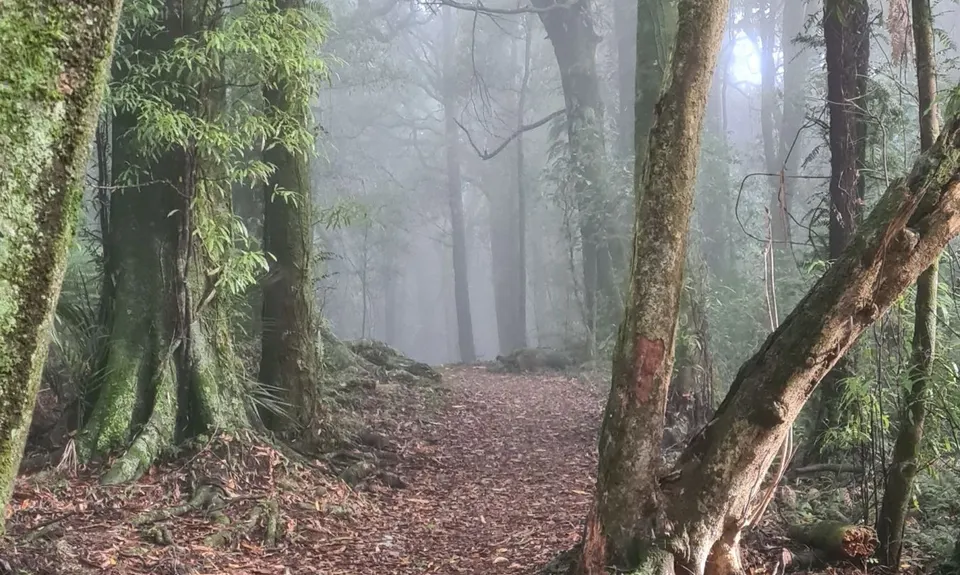 Manawatu Gorge Track, Manawatu - Wanganui