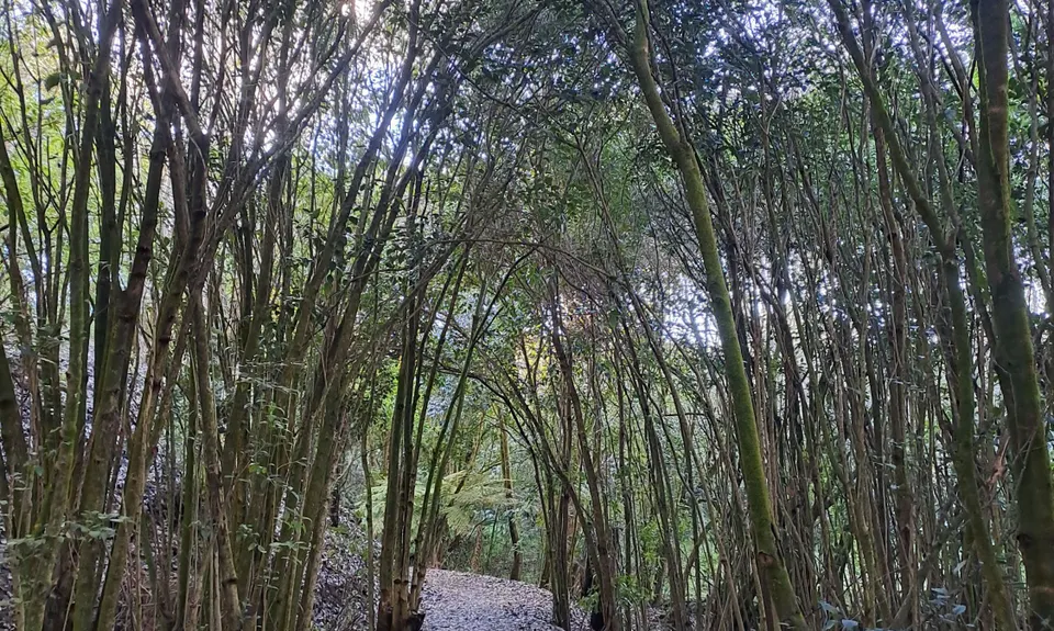 Mangaonua Mish, Waikato