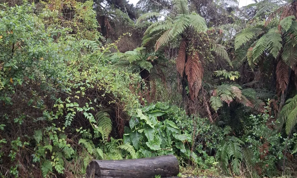 Mangaonua Mish, Waikato