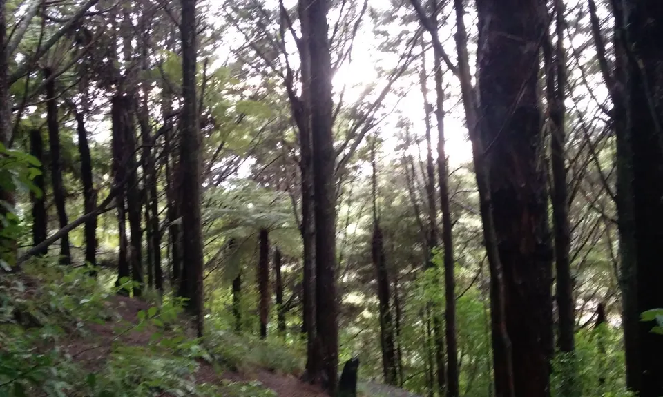 Mangemangeroa Track, Auckland