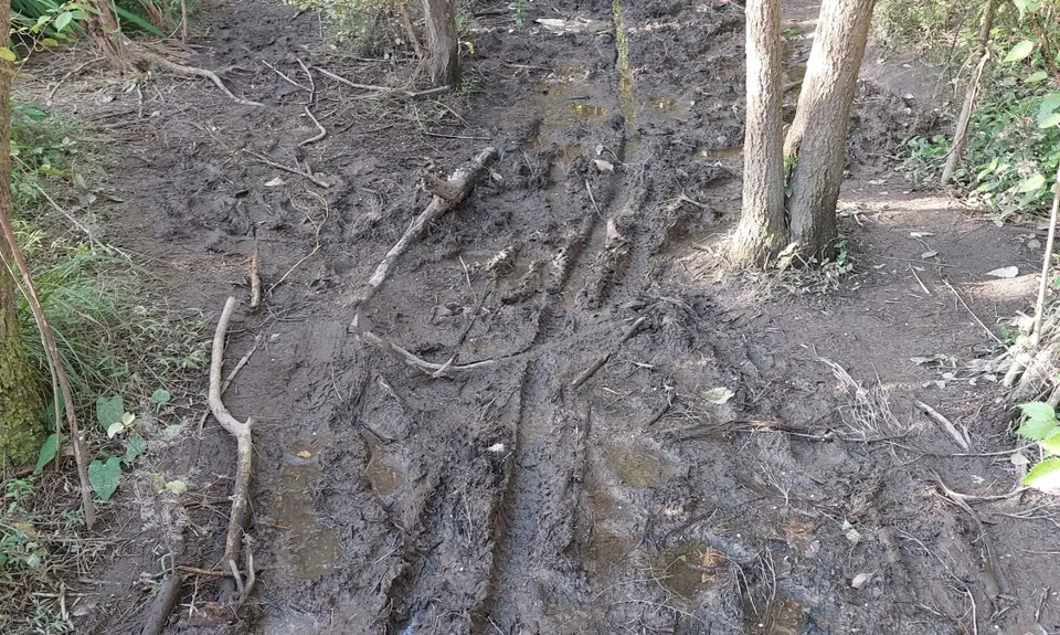 Massey Uni Totara Forest River Loop, Auckland