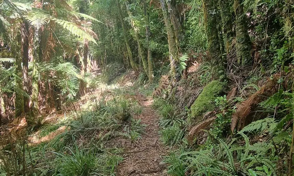Matemateāonga Frolic , Taranaki