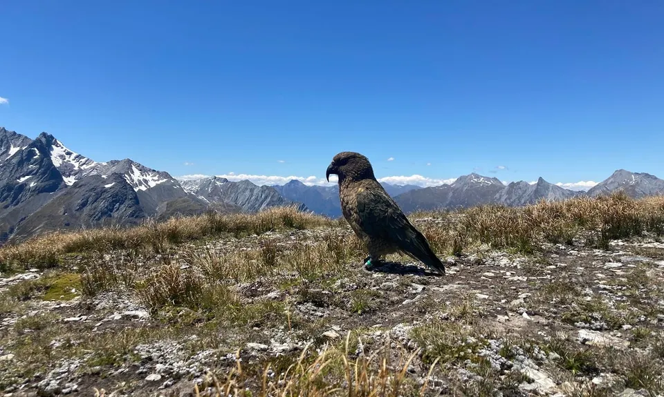 Matukituki Cascade Saddle Dart Epic, Otago