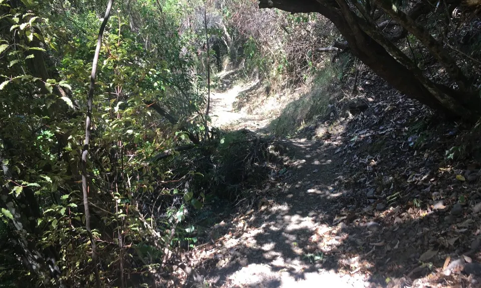 Manuka Bay Track, Canterbury