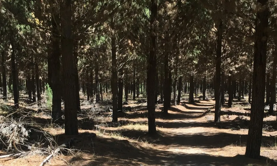 McLeans Meander, Canterbury