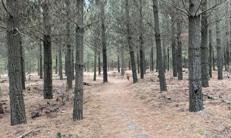 McLeans Meander, Canterbury