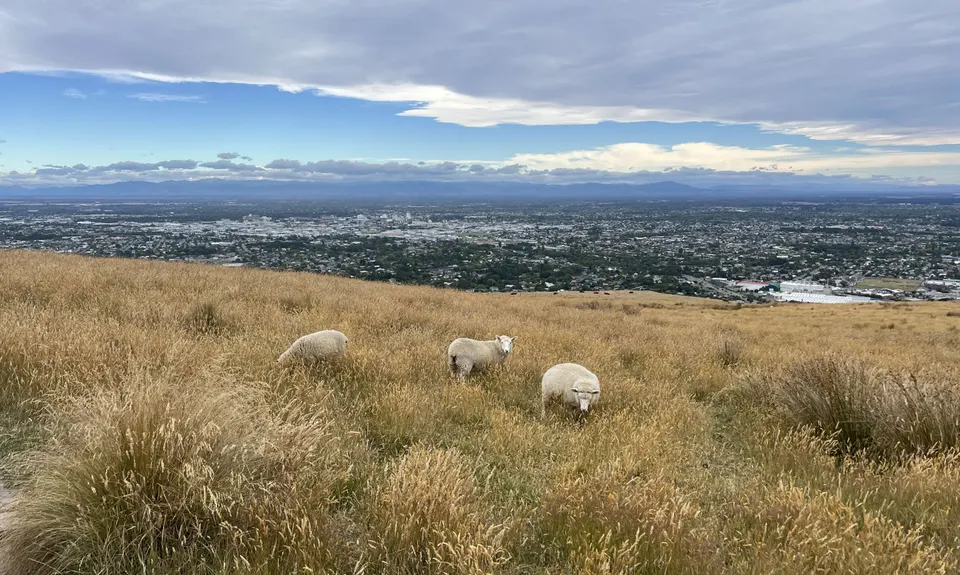 Montgomery Loop, Canterbury