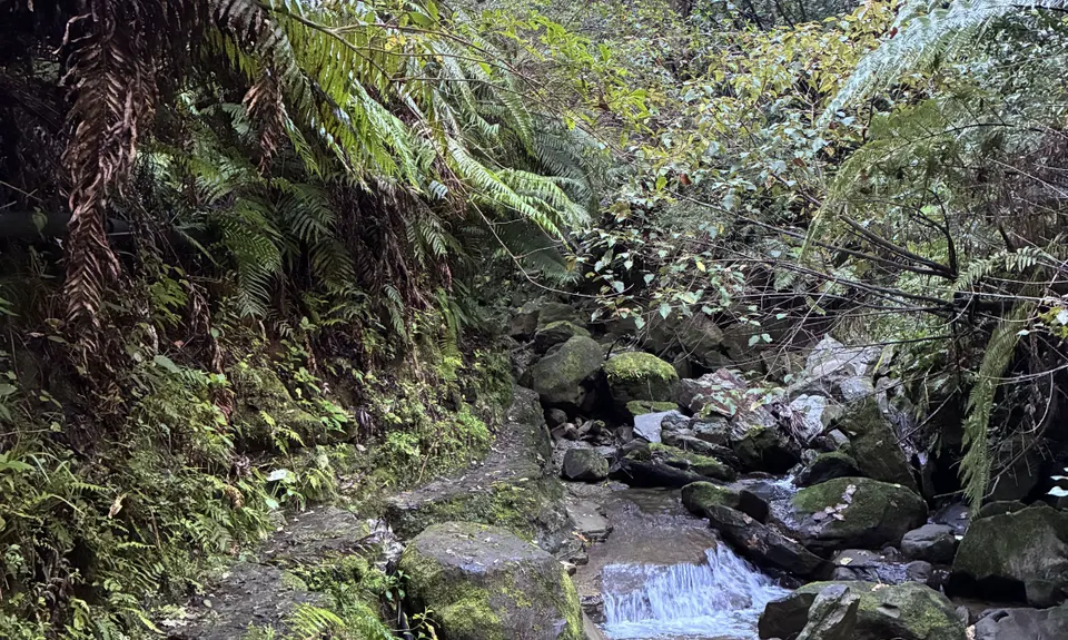 Morere Springs Scenic Smorgasbord, Hawkes Bay