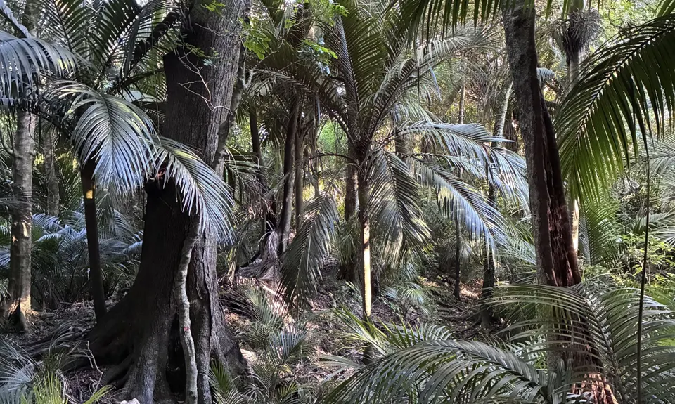 Morere Springs Scenic Smorgasbord, Hawkes Bay
