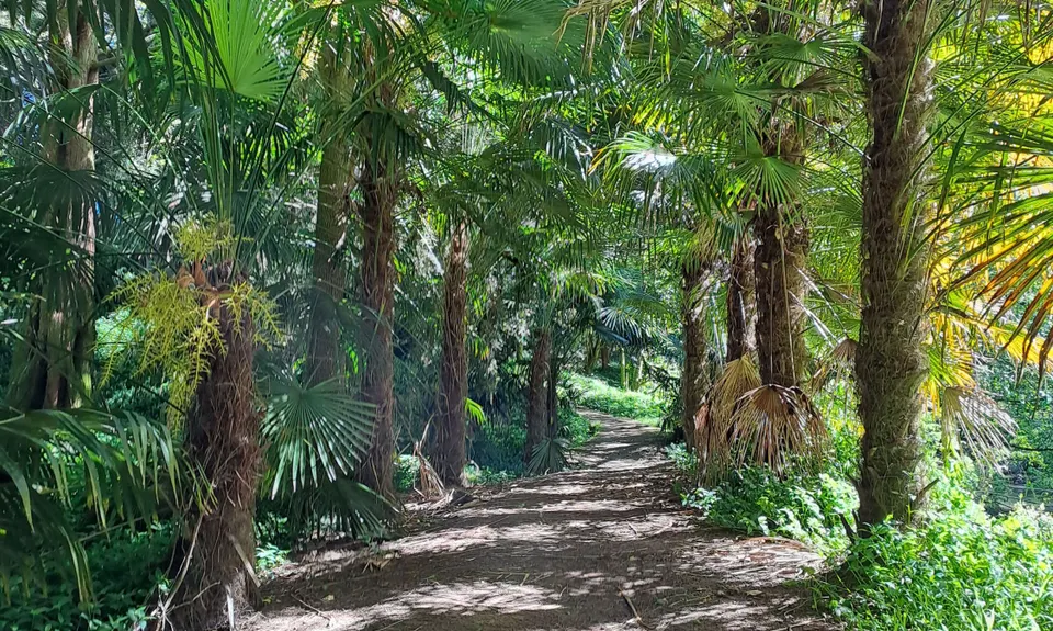 Morrinsville Gully & River Run, Waikato