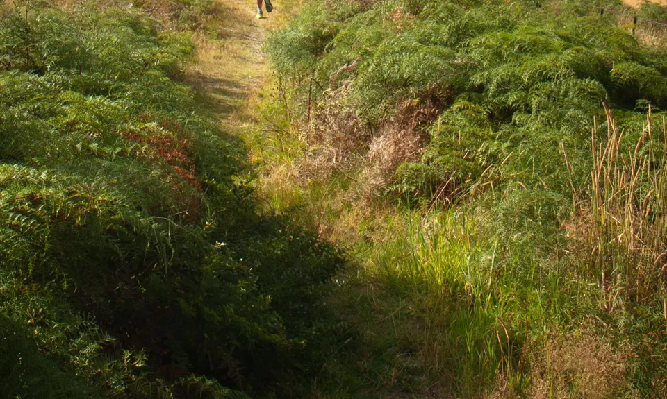 Motatapu River Track, Otago