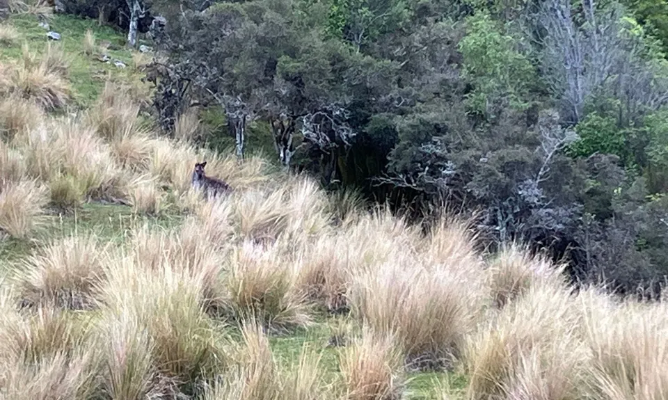 Mount Nimrod loop track , Canterbury