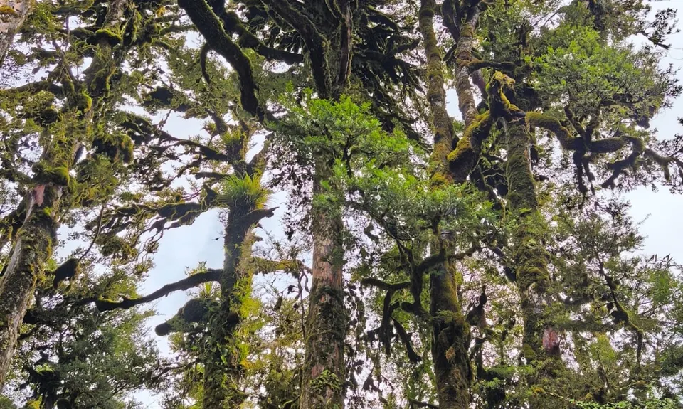 Mount Pureora, Manawatu - Wanganui