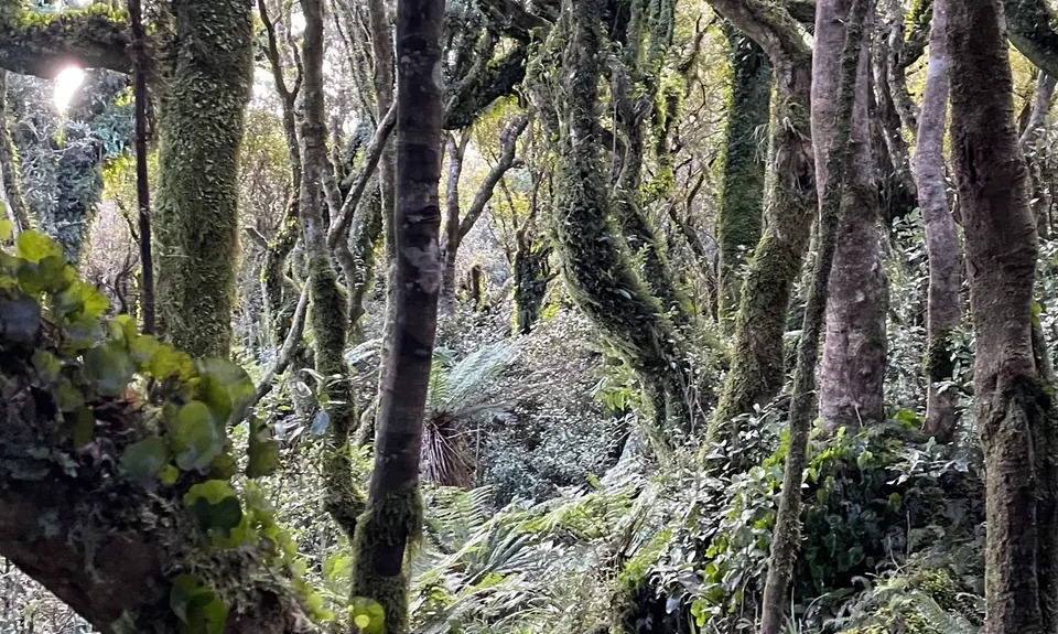 Mount Titi Full Bush , Wellington