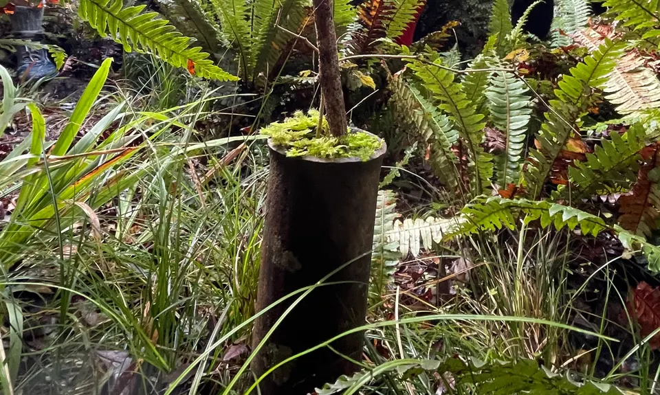 Mount Titi Full Bush , Wellington