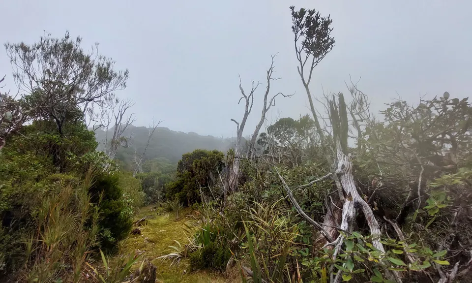 Mt Brown Bonanza, West Coast