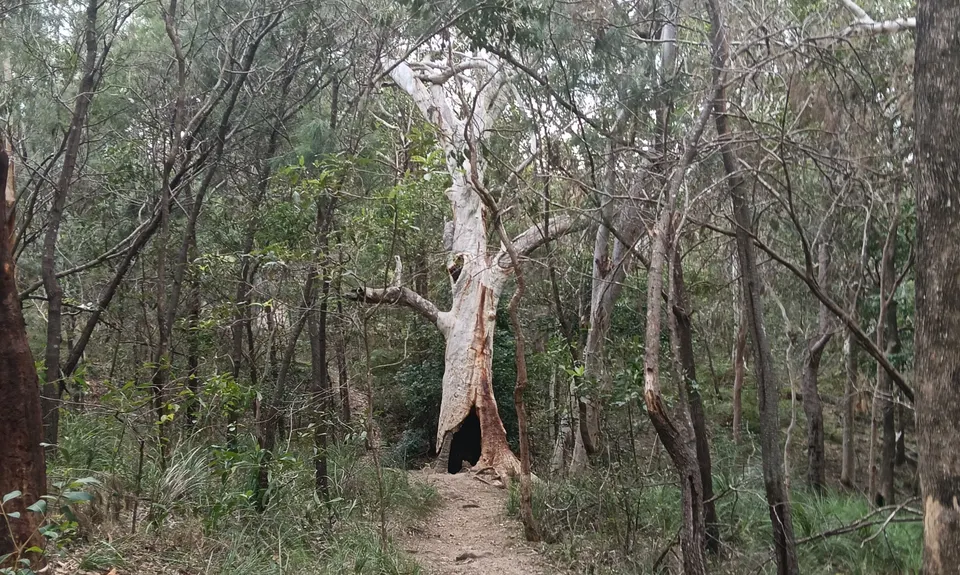 Mt Coolum Climb, Queensland