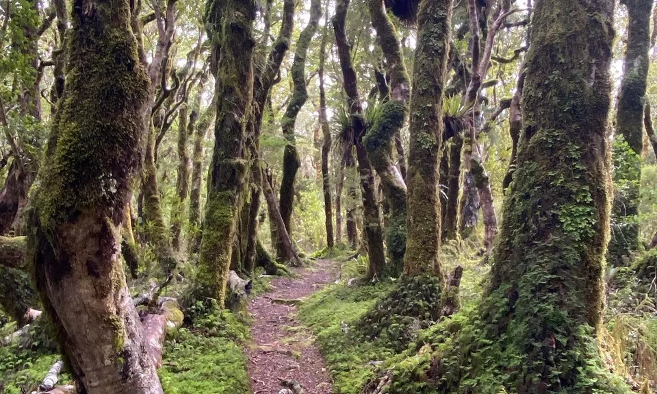 Mt Reeves Loop, Wellington
