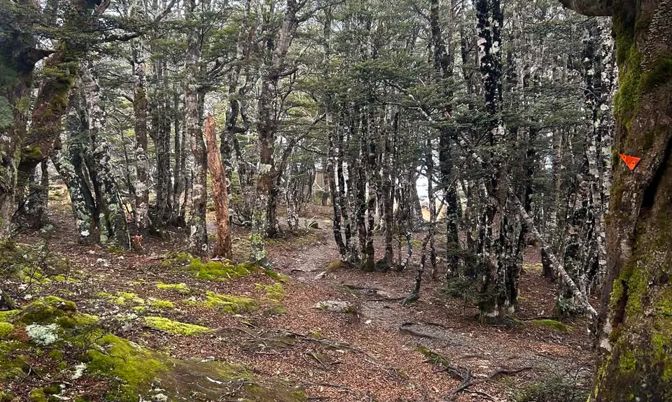 Mt Robert Loop, Tasman