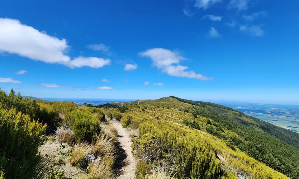Mt Thomas Grunt, Canterbury