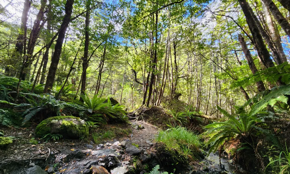 Mt Thomas Grunt, Canterbury