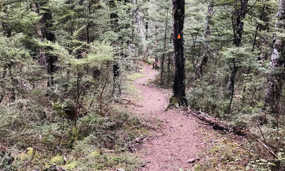 Mt Thomas Long Loop, Canterbury