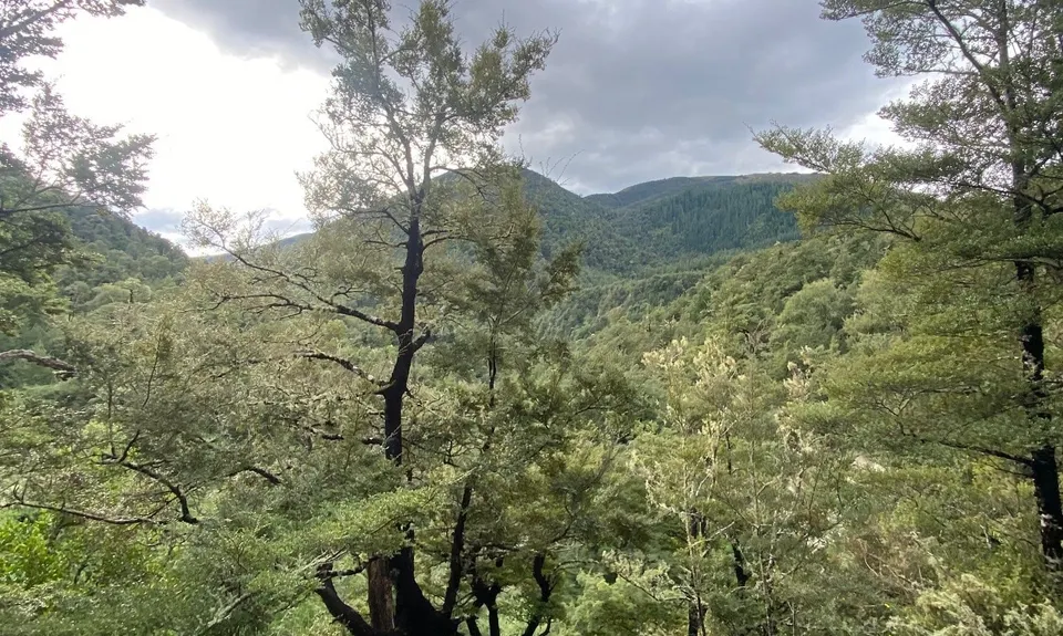 Double Mt Grey, Canterbury