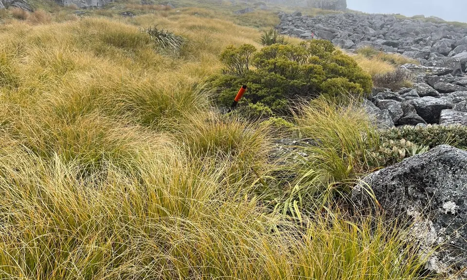 Mount Haast