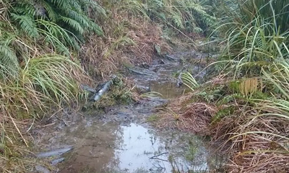 Dobson Loop, Wellington
