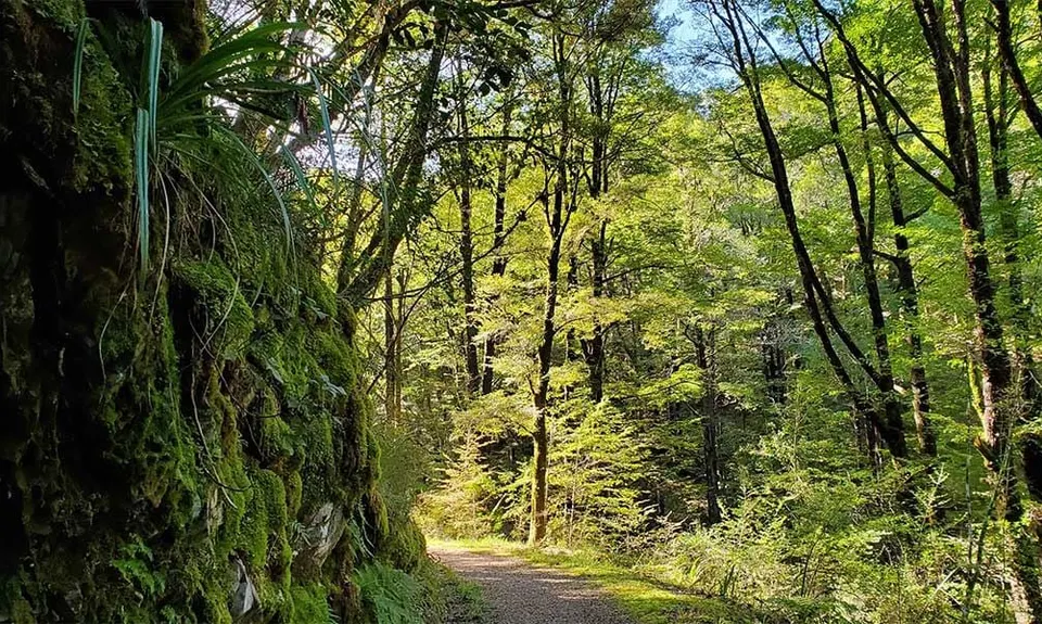 Murray Creek / Machine Loop Track , West Coast
