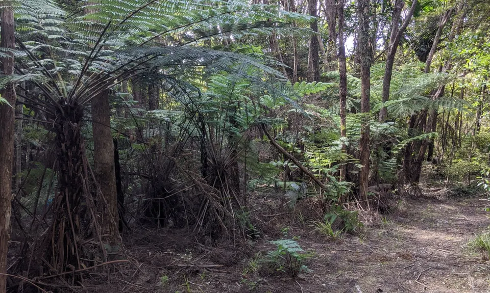 Burrill Blast, Auckland
