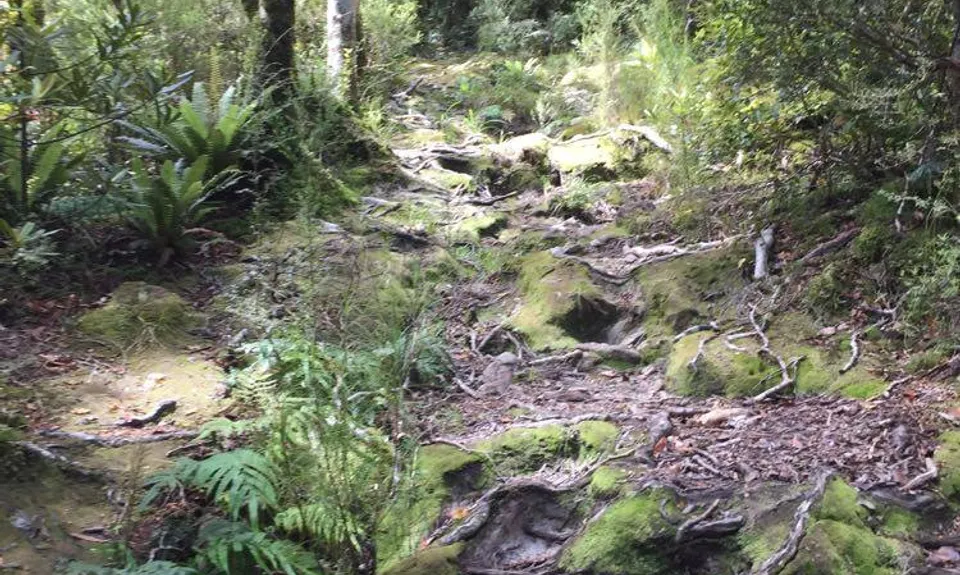 Holdsworth Lodge to Totara Flats Hut and return, Wellington