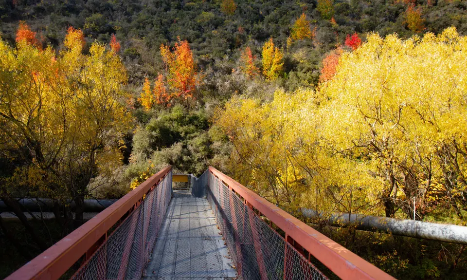 New Chums Loop, Otago