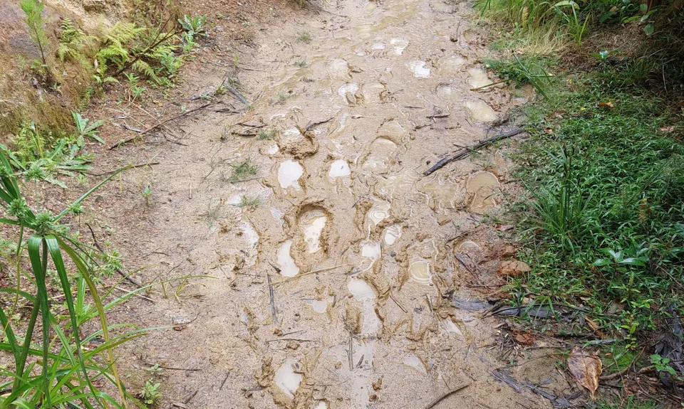 Northcote Multi Trail Loop, Auckland