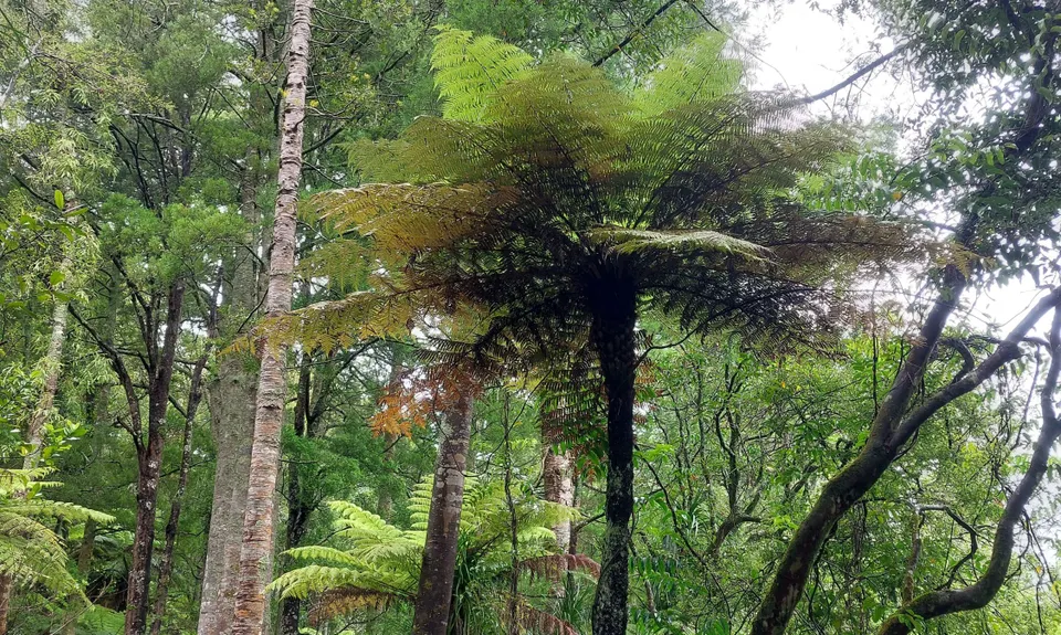 Northcote Multi Trail Loop, Auckland