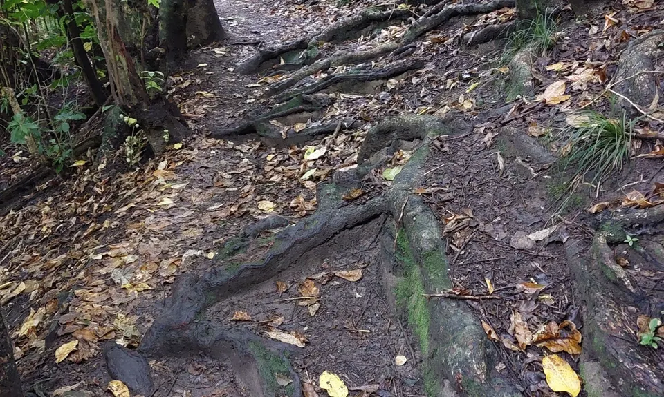 Northcote Multi Trail Loop, Auckland