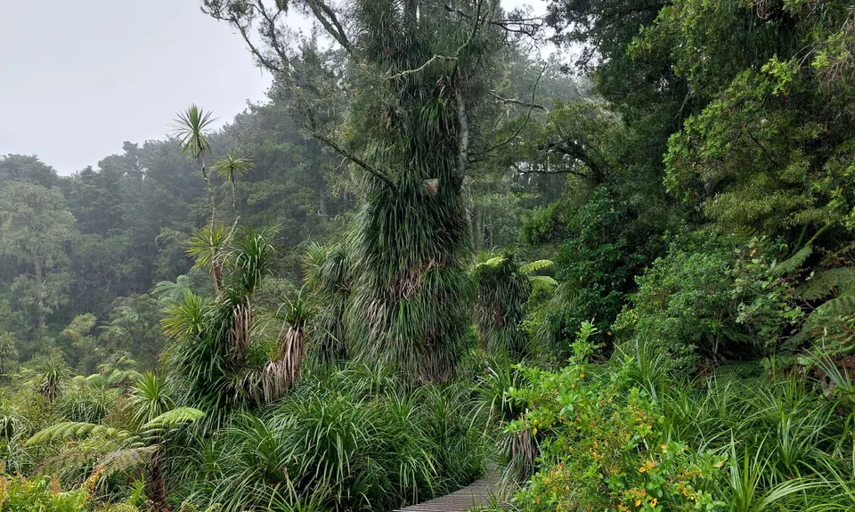 Northcote Multi Trail Loop, Auckland