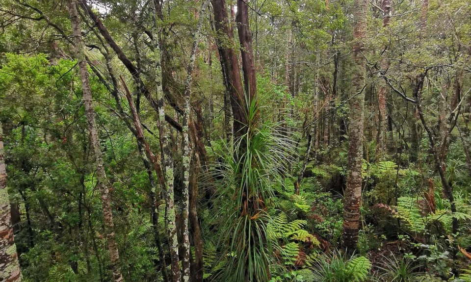 Northcote Trails, Auckland