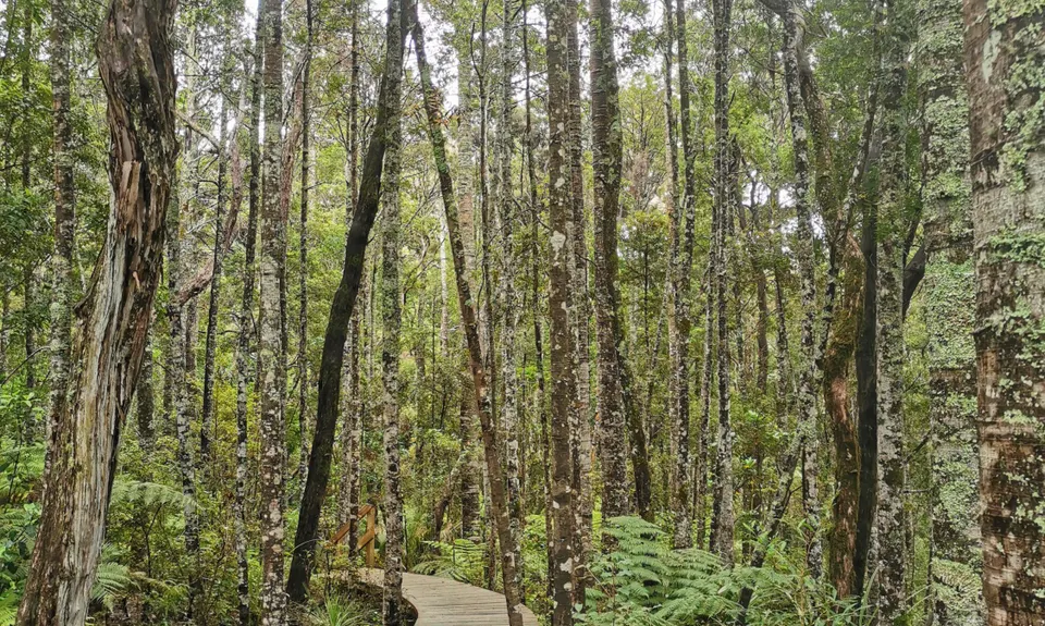 Northcote Trails, Auckland
