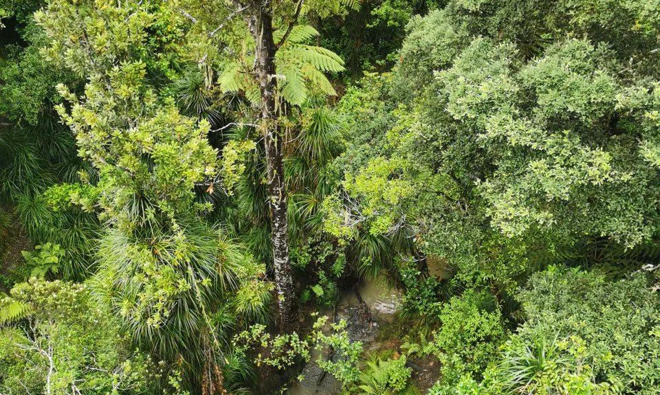 Northcote Trails, Auckland